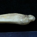 Ulna : parte distal (6779 visitas) Meles meles - Adulto - Elemento derechoColección : J.-P. Brugal (Id:C1) - País : Lot, Francia Ulna : parte distal
