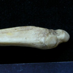 Ulna : parte distal (6775 visitas) Meles meles - Adulto - Elemento derechoColección : J.-P. Brugal (Id:C1) - País : Lot, Francia Ulna : parte distal
