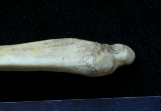 Ulna : partie distale (6766 visites) Meles meles - Adulte - Élément droitCollection : J.-P. Brugal (Id:C1) - Pays : Lot, France
Ulna : partie distale