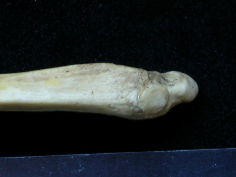 Ulna : partie distale (6809 visites) Meles meles - Adulte - Élément droitCollection : J.-P. Brugal (Id:C1) - Pays : Lot, France
Ulna : partie distale