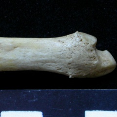 Ulna : parte distal (6910 visitas) Meles meles - Adulto - Elemento derechoColección : J.-P. Brugal (Id:C1) - País : Lot, Francia Ulna : parte distal