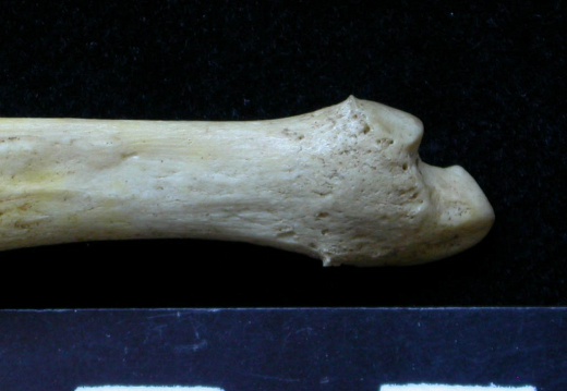 Ulna : partie distale (6904 visites) Meles meles - Adulte - Élément droitCollection : J.-P. Brugal (Id:C1) - Pays : Lot, France
Ulna : partie distale