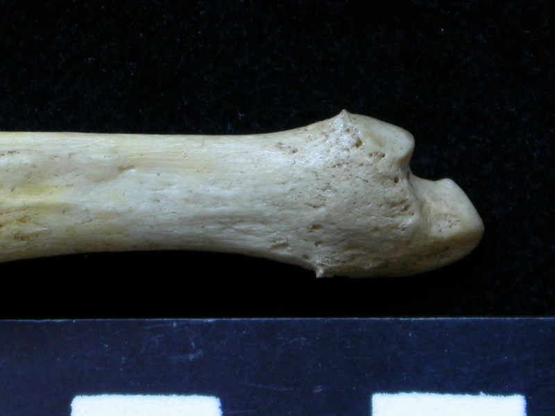 Ulna : partie distale (6947 visites) Meles meles - Adulte - Élément droitCollection : J.-P. Brugal (Id:C1) - Pays : Lot, France
Ulna : partie distale