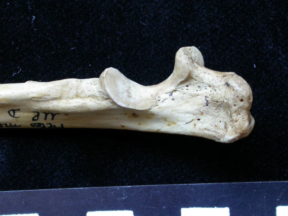 Ulna : partie proximale (7616 visites) Meles meles - Adulte - Élément droitCollection : J.-P. Brugal (Id:C1) - Pays : Lot, France
Ulna : partie proximale