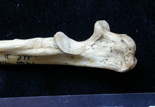 Ulna : partie proximale (7606 visites) Meles meles - Adulte - Élément droitCollection : J.-P. Brugal (Id:C1) - Pays : Lot, France
Ulna : partie proximale