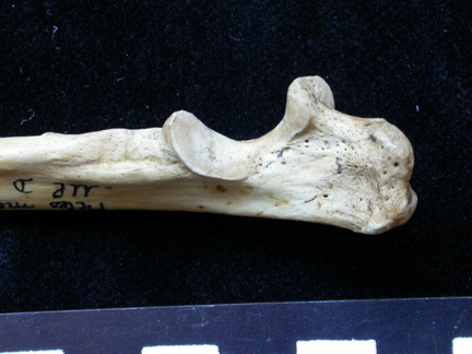 Ulna : partie proximale