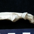 Ulna : partie proximale (7662 visites) Meles meles - Adulte - Élément droitCollection : J.-P. Brugal (Id:C1) - Pays : Lot, France
Ulna : partie proximale