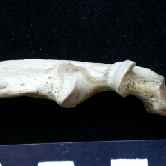 Ulna : partie proximale (7661 visites) Meles meles - Adulte - Élément droitCollection : J.-P. Brugal (Id:C1) - Pays : Lot, France
Ulna : partie proximale