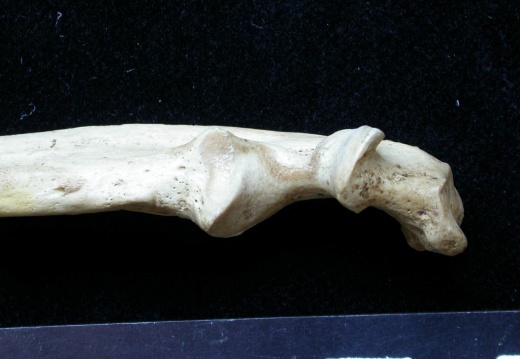 Ulna : partie proximale (7656 visites) Meles meles - Adulte - Élément droitCollection : J.-P. Brugal (Id:C1) - Pays : Lot, France
Ulna : partie proximale