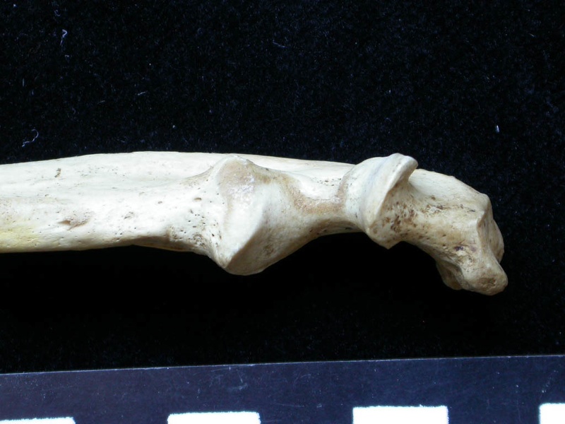 Ulna : partie proximale (7654 visites) Meles meles - Adulte - Élément droitCollection : J.-P. Brugal (Id:C1) - Pays : Lot, France
Ulna : partie proximale