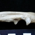 Ulna : partie proximale (8258 visites) Meles meles - Adulte - Élément droitCollection : J.-P. Brugal (Id:C1) - Pays : Lot, France
Ulna : partie proximale