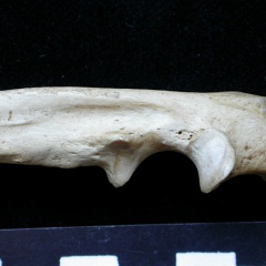 Ulna : partie proximale (8258 visites) Meles meles - Adulte - Élément droitCollection : J.-P. Brugal (Id:C1) - Pays : Lot, France
Ulna : partie proximale