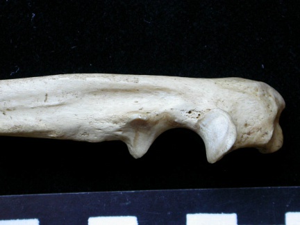 Ulna : partie proximale (8258 visites) Meles meles - Adulte - Élément droitCollection : J.-P. Brugal (Id:C1) - Pays : Lot, France
Ulna : partie proximale