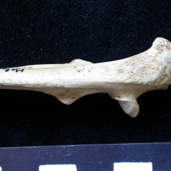 Ulna : partie proximale (8723 visites) Meles meles - Adulte - Élément droitCollection : J.-P. Brugal (Id:C1) - Pays : Lot, France
Ulna : partie proximale