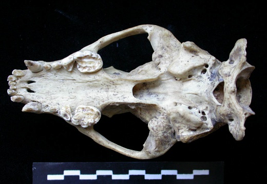 Skull: ventral sight