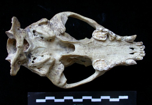 Skull: ventral sight