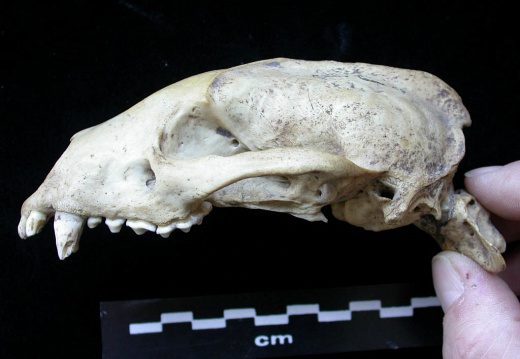 Skull: left side sight