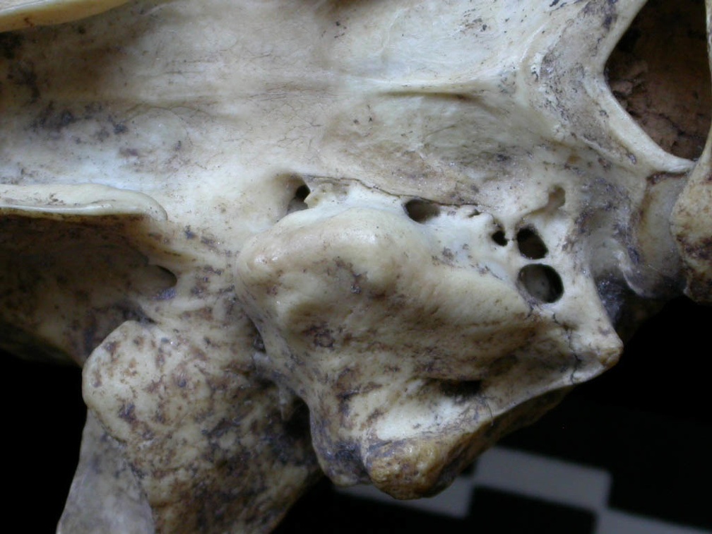  Cráneo: bula timpánica