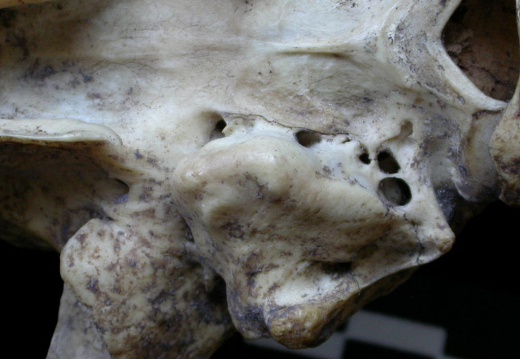  Skull: tympanic bula