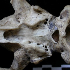 Crâne : vue ventrale