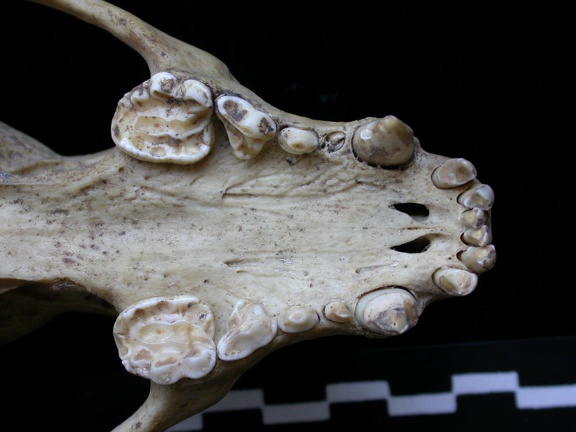 Skull: ventral sight