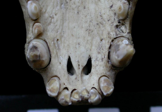 Skull: incisive bone