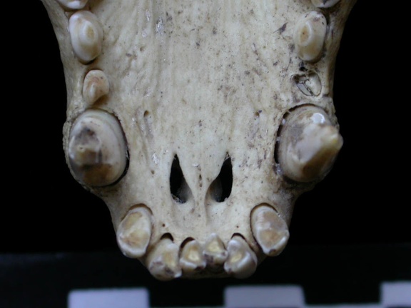 Skull: incisive bone