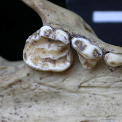 Dentition supérieure (7561 visites) Meles meles - AdulteCollection : J.-P. Brugal (Id:C5) - Pays : Toscane, Italie
Dentition supérieure