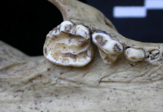 Dentition supérieure (7518 visites) Meles meles - AdulteCollection : J.-P. Brugal (Id:C5) - Pays : Toscane, Italie
Dentition supérieure