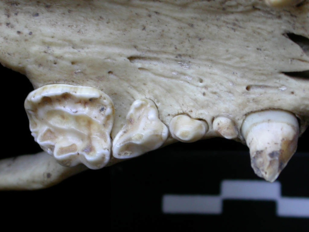 Dentition supérieure (6996 visites) Meles meles - AdulteCollection : J.-P. Brugal (Id:C5) - Pays : Toscane, Italie
Dentition supérieure