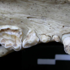 Dentition supérieure (6931 visites) Meles meles - AdulteCollection : J.-P. Brugal (Id:C5) - Pays : Toscane, Italie
Dentition supérieure