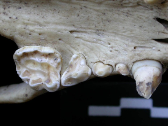 Dentition supérieure (6987 visites) Meles meles - AdulteCollection : J.-P. Brugal (Id:C5) - Pays : Toscane, Italie
Dentition supérieure