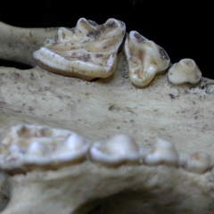Dentition supérieure (7087 visites) Meles meles - AdulteCollection : J.-P. Brugal (Id:C5) - Pays : Toscane, Italie
Dentition supérieure