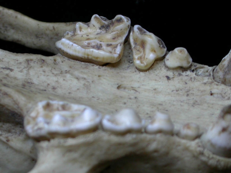 Dentition supérieure (7117 visites) Meles meles - AdulteCollection : J.-P. Brugal (Id:C5) - Pays : Toscane, Italie
Dentition supérieure
