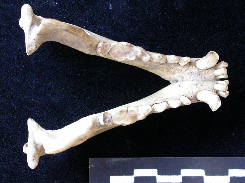 Mandibules (7356 visites) Meles meles - AdulteCollection : J.-P. Brugal (Id:C5) - Pays : Toscane, Italie
Mandibules