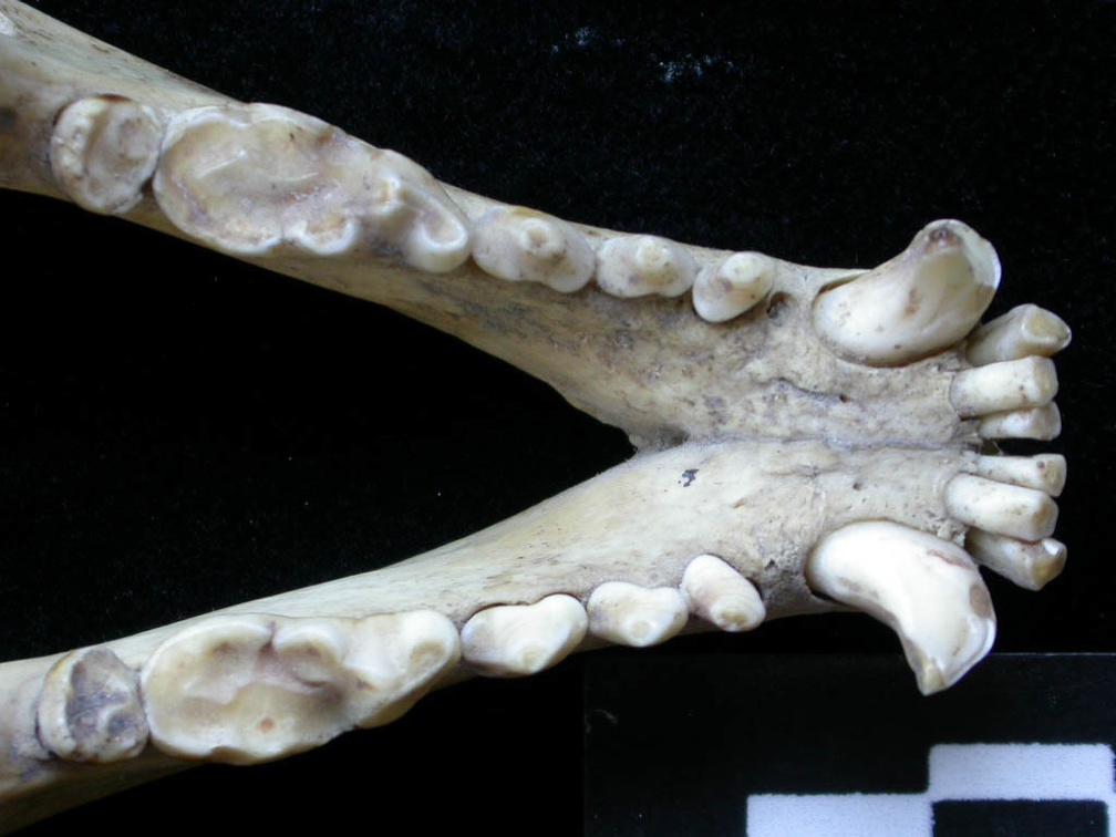 Mandibules (7108 visites) Meles meles - AdulteCollection : J.-P. Brugal (Id:C5) - Pays : Toscane, Italie
Mandibules