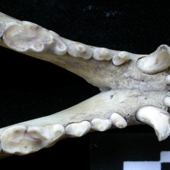 Mandibles (7109 visits) Meles meles - AdultCollection: J.-P. Brugal (Id:C5) - Country : Tuscany, Italy Mandibles