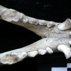 Mandibules