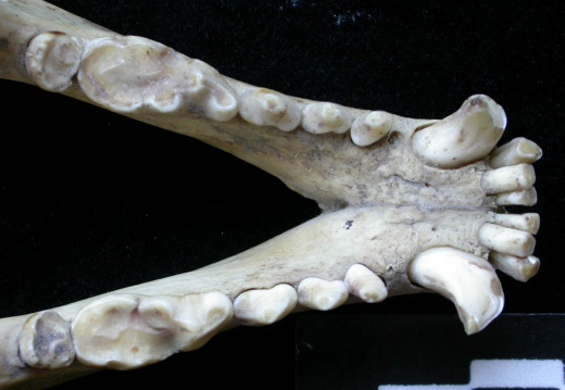 Mandibles