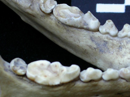 Lower teeth (7207 visits) Meles meles - AdultCollection: J.-P. Brugal (Id:C5) - Country : Tuscany, Italy Lower teeth