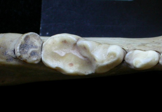 Lower teeth (6834 visits) Meles meles - AdultCollection: J.-P. Brugal (Id:C5) - Country : Tuscany, Italy Lower teeth
