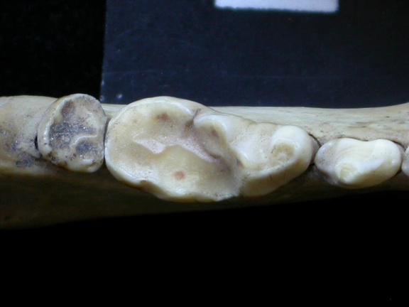 Dentition inférieure (6920 visites) Meles meles - AdulteCollection : J.-P. Brugal (Id:C5) - Pays : Toscane, Italie
Dentition inférieure