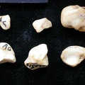Carpe (46466 visites) Meles meles - Adulte - Éléments gauchesCollection : D. Helmer (Id:30512) - Pays : France
Carpe