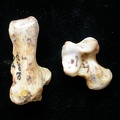 Talus and calcaneus (10462 visits) Meles meles - Adult - Left elementsCollection: D. Helmer (Id:30512) - Country : France Talus and calcaneus