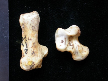Talus et calcanéus (10260 visites) Meles meles - Adulte - Éléments gauchesCollection : D. Helmer (Id:30512) - Pays : France
Talus et calcanéus