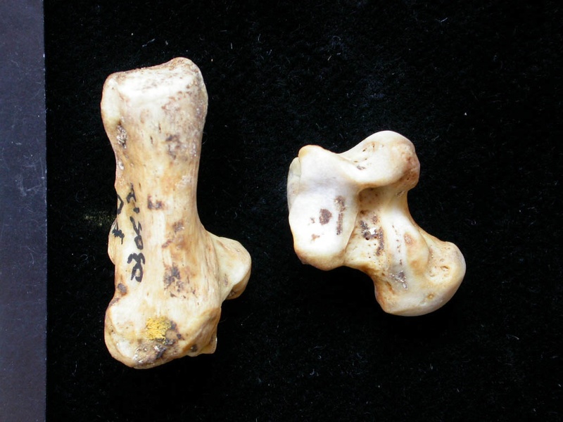Talus et calcanéus (10219 visites) Meles meles - Adulte - Éléments gauchesCollection : D. Helmer (Id:30512) - Pays : France
Talus et calcanéus