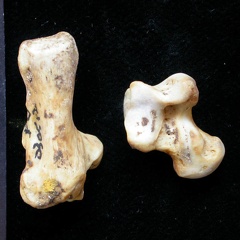 Talus et calcanéus (10602 visites) Meles meles - Adulte - Éléments gauchesCollection : D. Helmer (Id:30512) - Pays : France
Talus et calcanéus