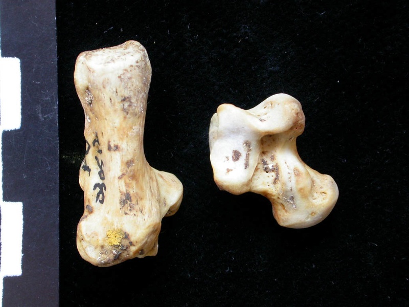 Talus et calcanéus (10603 visites) Meles meles - Adulte - Éléments gauchesCollection : D. Helmer (Id:30512) - Pays : France
Talus et calcanéus
