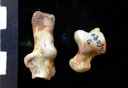 Talus and calcaneus