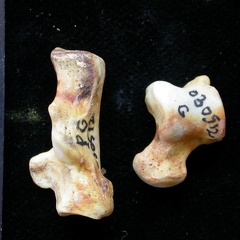 Talus et calcanéus (10862 visites) Meles meles - Adulte - Éléments gauchesCollection : D. Helmer (Id:30512) - Pays : France
Talus et calcanéus